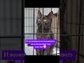 Срочный сбор на оплату передержки🆘️🙏🏼 #кот #котенок #cat #животные