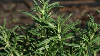 How to grow Rosemary