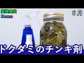 【９分】ドクダミのチンキ剤（薬膳食堂Beans）６月｜虫よけスプレー、虫刺されのかゆみ止めに！ぜひお試しあれ！