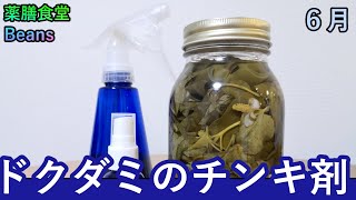 【９分】ドクダミのチンキ剤（薬膳食堂Beans）６月｜虫よけスプレー、虫刺されのかゆみ止めに！ぜひお試しあれ！