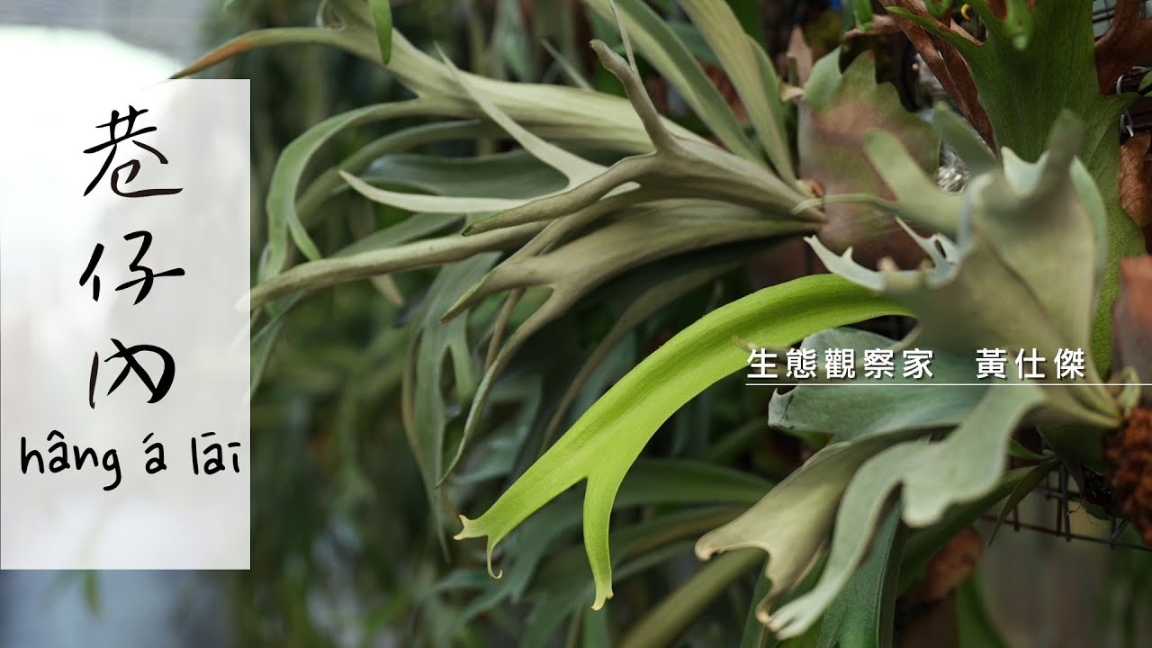 [巷仔內] Ep.06 生態觀察家黃仕傑