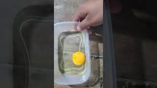 simulación de una célula, con un huevo- explicando sus partes