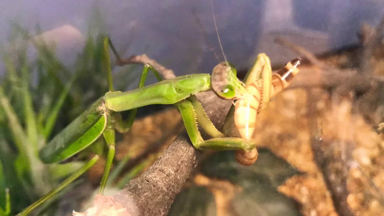 Mantis timelapse feeding & molt