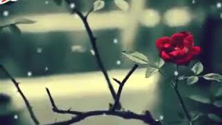 So Gayi Jo Dali uspe Phool Nahi Phir khilta