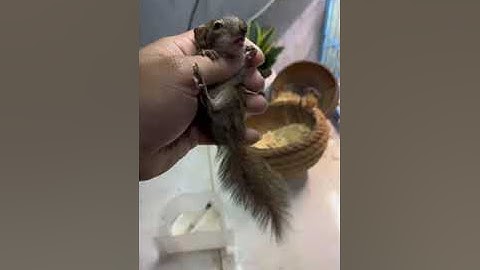 Share the truth about the stories of raising baby squirrels - chia sẽ thật về Nuôi Sóc - Trương Tuấn