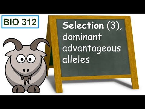 Selection (3), dominant advantageous alleles.