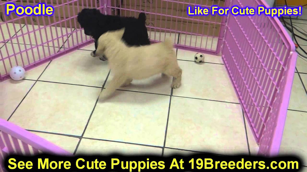 Standard Poodle, Puppies, Dogs, For Sale, In Chicago, Illinois, IL