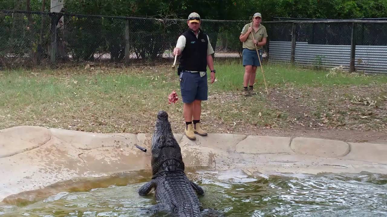 Discover the Fascinating World of Estuarine Crocodiles at Billabong  Sanctuary