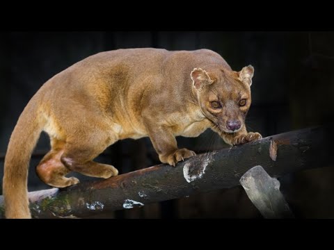 Video: Najveći Grabežljivac Madagaskara: Fossa