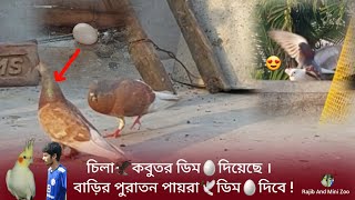 চিলা ?কবুতর ডিম?দিয়েছে । বাড়ির পুরাতন পায়রা ? ডিম?দিবে Rajib And Mini Zoo ll