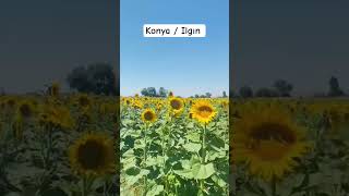 Konya Ilgın Şfet Şfetedüş Çiçeği Ğen