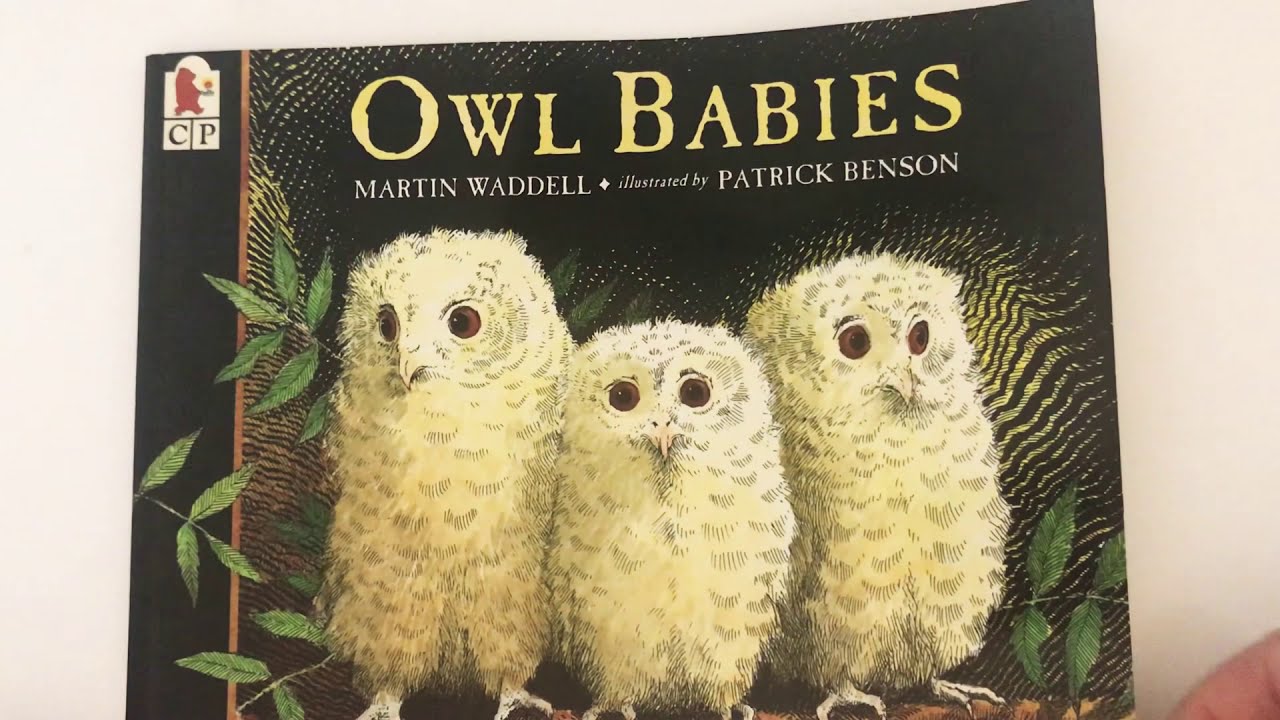 good night owl read aloud good night owl read aloud