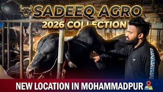 Sadeeq Agro 2026 Collection | Qurbani Mission Is On 2026 | Gorur Vlog