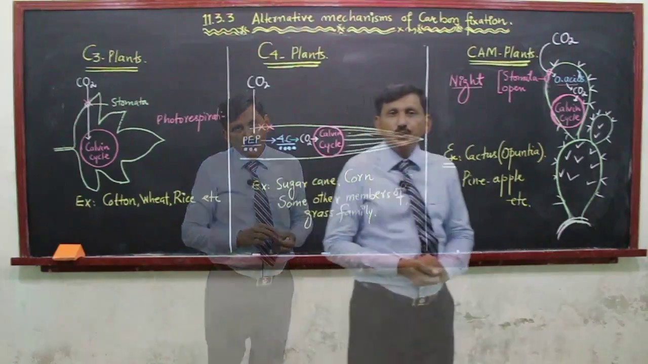 Alternative Mechanism of Carbon Fixation Part 2 - YouTube