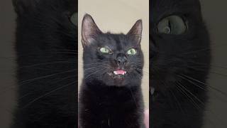 I got a new photo for my cat ๐บ #cats #love I got a new photo for my cat ๐บ #cats #love