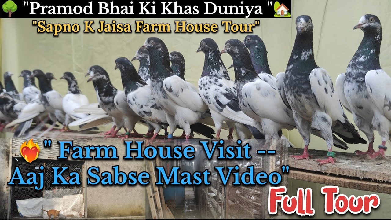 🏡 Kabutar Walo Ka Sapna -- Pramod Bhai K Farm House Visit Full Tour 