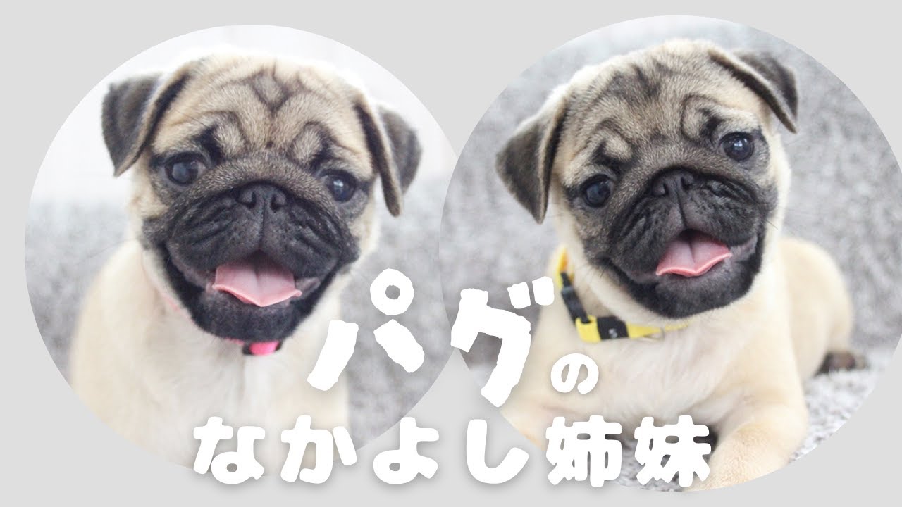 ご家族さま募集中です】2024.6.20生まれ パグのフォーンの姉妹ちゃん
