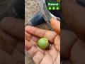 🤔ఇవి మీక్కూడా తెలుసా??#shortsviral #subscribetomyyoutubechannel #viralvideos #naturalgumseeds