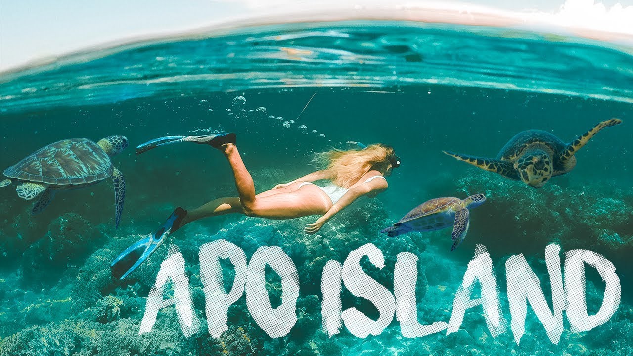 SWIMMING WITH SEA TURTLES in APO ISLAND !! Dumaguete Philippines