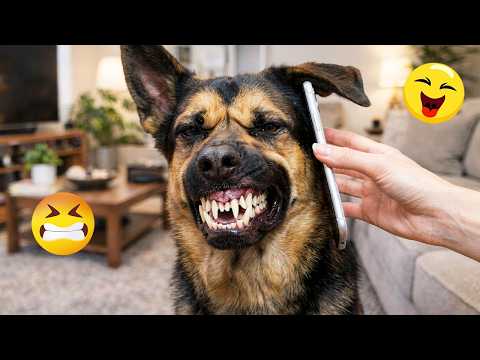 You Will Die Laughing At These Dogs 🐶 Best Animal Video Compilation You Can’t Miss 🤣 #124