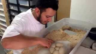 Celebrity 2015 Ball Python Clutch #2 Profile