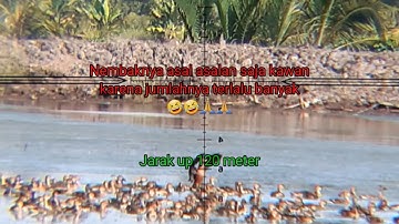 Berburu Burung Belibis Tambak||Spot Ratusan🔥🔥
