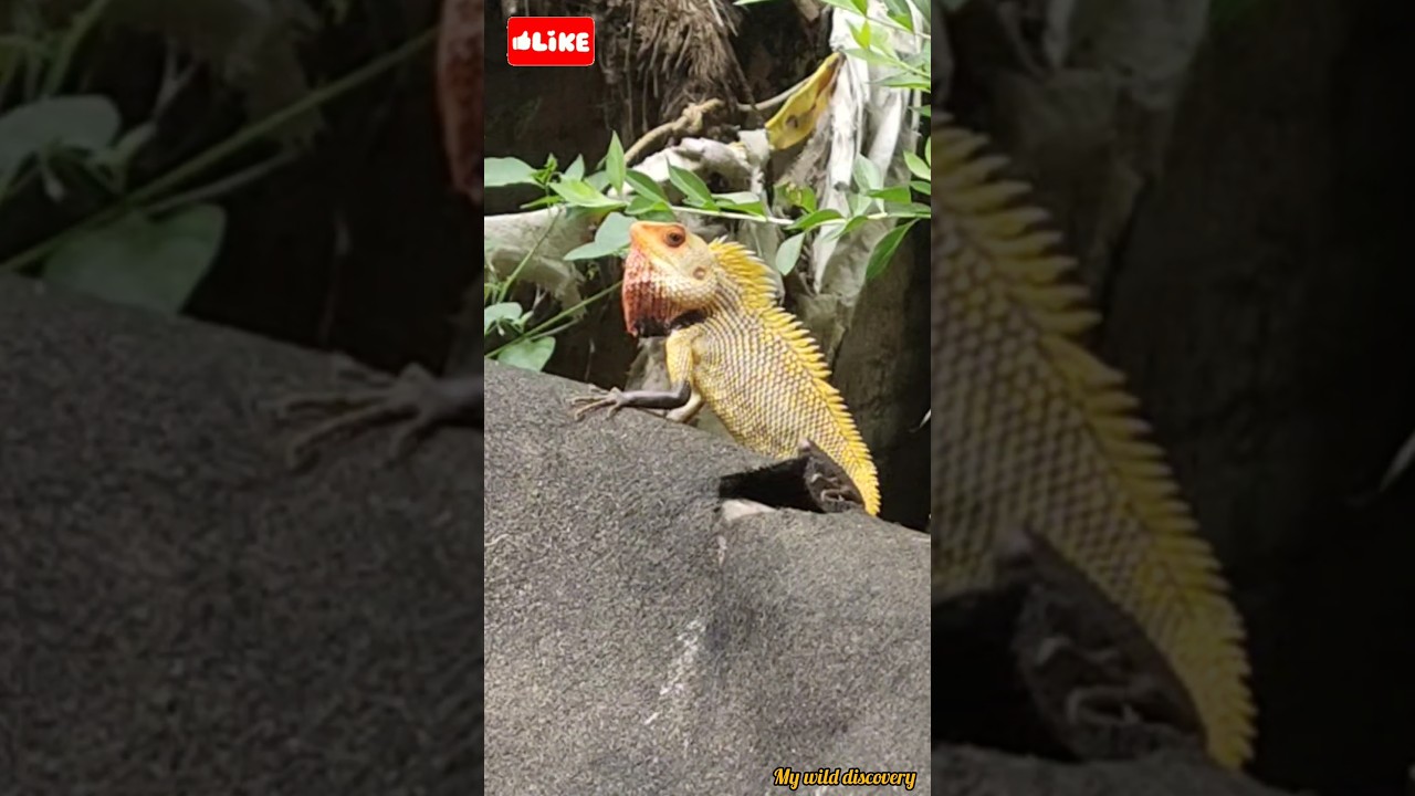 Agamid Lizard Dance moves Funny || 