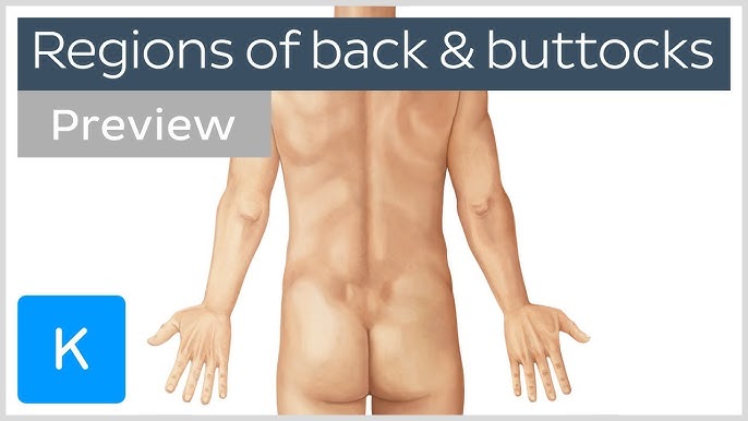 buttocks Regions of the back and buttocks (preview) - Human Anatomy | Kenhub -  YouTube