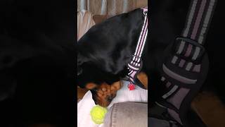 Rottweiler & Tennis Ball Talent hits with foot!Watch #doglover #VIRAL #SHORT #SHORTS #dog