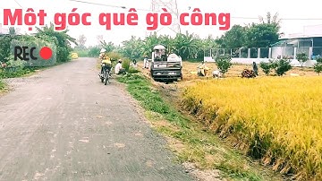 một góc quê gò công tây, khám phá vùng nông thôn khu vực vào mùa lúa nhộn nhịp 