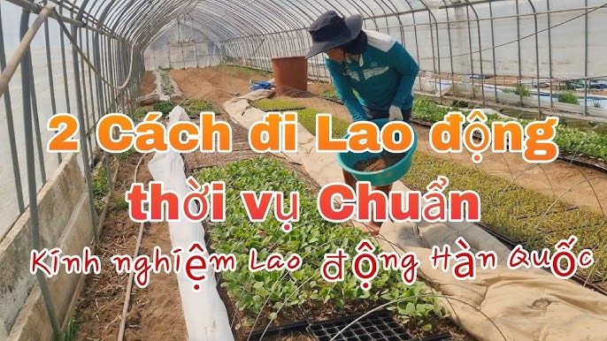 Lao động Việt tại Hàn Quốc: Câu chuyện của những người đi làm nông