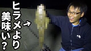 チヌを狙ったらウルトラマンみたいな魚が釣れた！