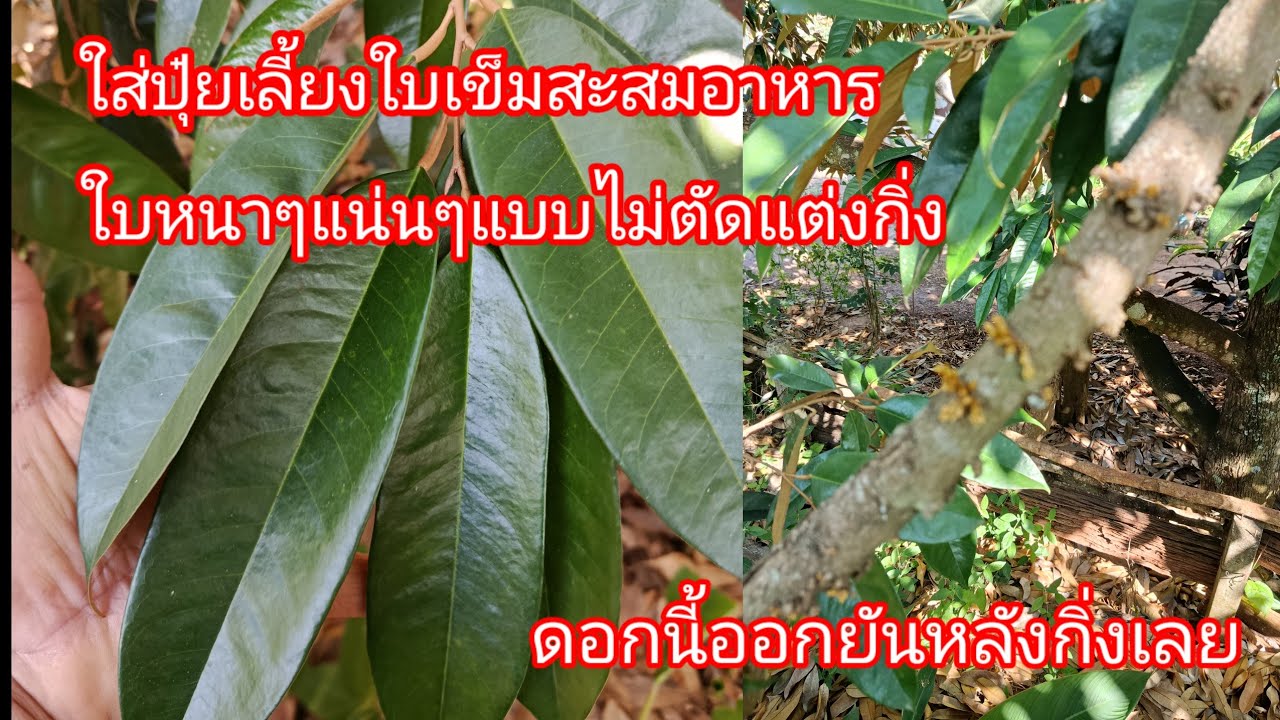 ใส่ปุ๋ยเลี้ยงใบเข็มสะสมอาหารใบหนาๆแน่นๆแบบไม่ตัดแต่งกิ่งดอกนี้ออกยันหลังกิ่งเลยEP444