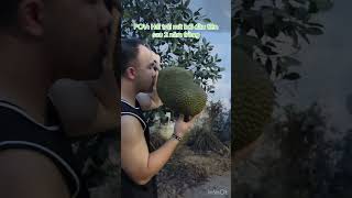 POV: Hái trái mít bói sau 2 năm trồng