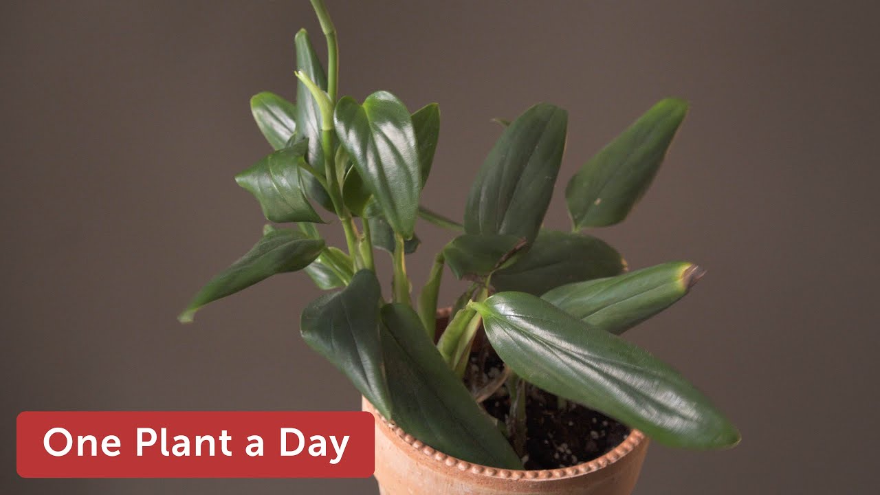 where can i buy succulents Crassula multicava