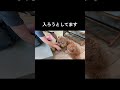 このサイズ差で…本気で絡みにいく子犬😂