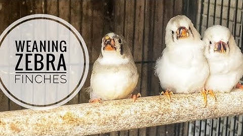 BREEDING ZEBRA FINCHES / WHEN TO WEAN