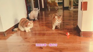 再次给十几只猫玩会嘚瑟的球想不到橘宝更嘚瑟总追其他猫干架
