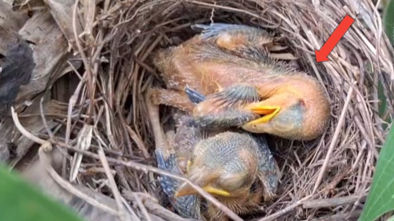 ants disturb baby birds in the nest YouTube