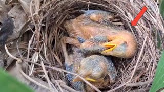 ants disturb baby birds in the nest