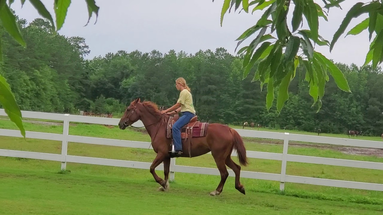Standardbred Mare riding YouTube