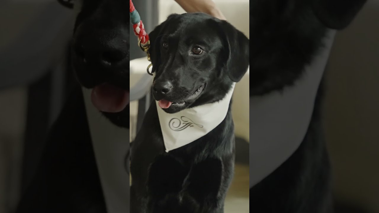 Meet Serene The New Face And Paws Of Fairmont Tokyo 