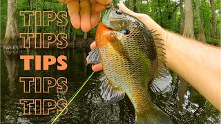 Summer bream fishing tips  rod and reel panfish fishing