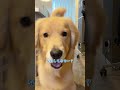 コロッケとの生活大体こんな感じ #大型犬 #ゴールデンレトリバー