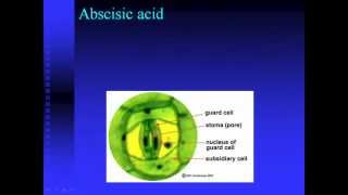 Plant Hormones.mp4
