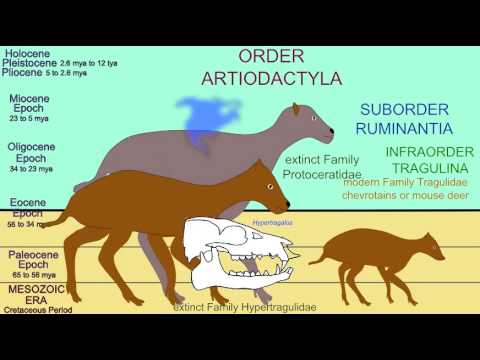 CENOZOIC MAMMALS: RUMINANT INFRAORDER TRAGULINA - YouTube