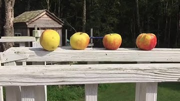 Shooting apples with a crossbow in slow motion