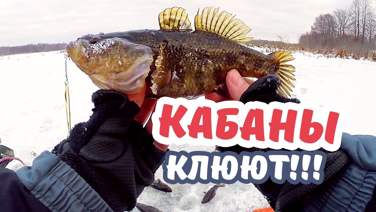 Клев на оке