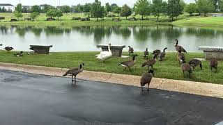 Saint Charles Memorial gardens