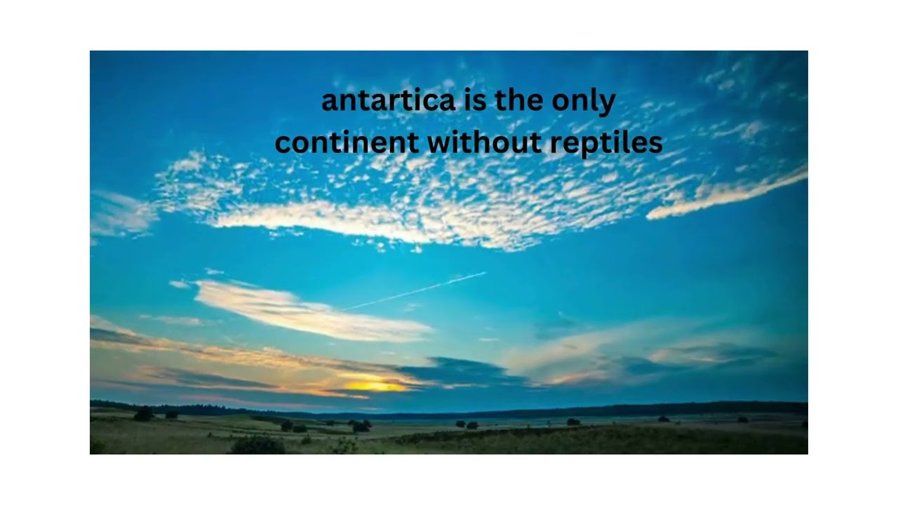 only one half of the dolphin s brain sleeps at the time so that it does not drown